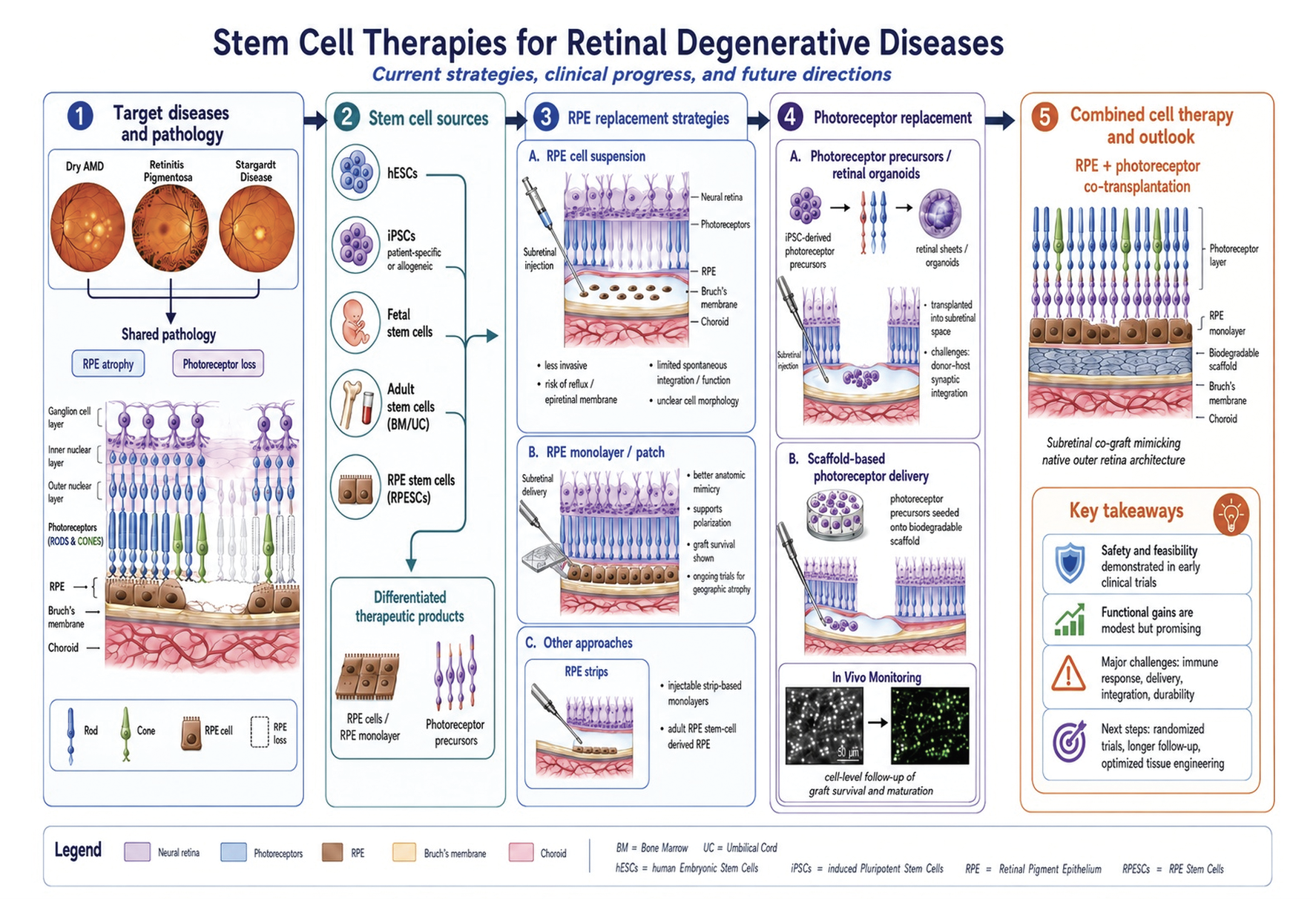Figure 1. Summary of common sources, products and delivery methods used for stem cell therapies. Cell products include suspensions of specific expanded cell populations, discrete monolayers of retinal tissue (RPE and/or PRs) to mimic native anatomy and whole slabs of retinal organoid consisting of PRs with connected interneurons. (Created with assistance from ChatGPT-5.5.) 
